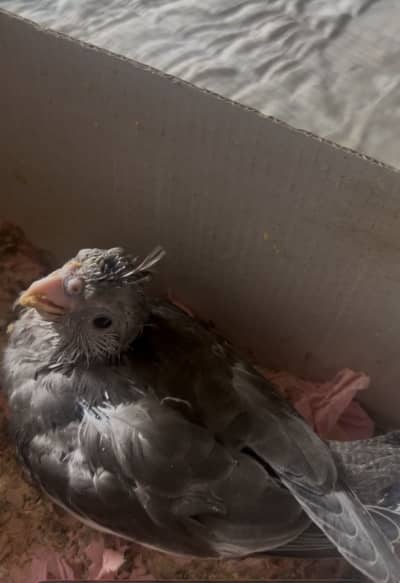 cocktail chick