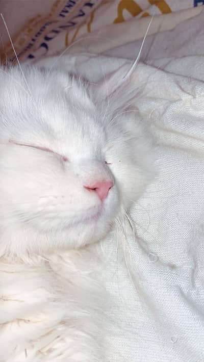 Tobby
