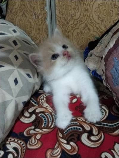 parsian