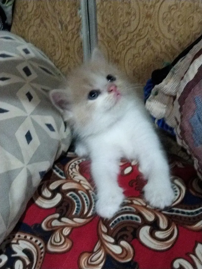 parsian — photo 2