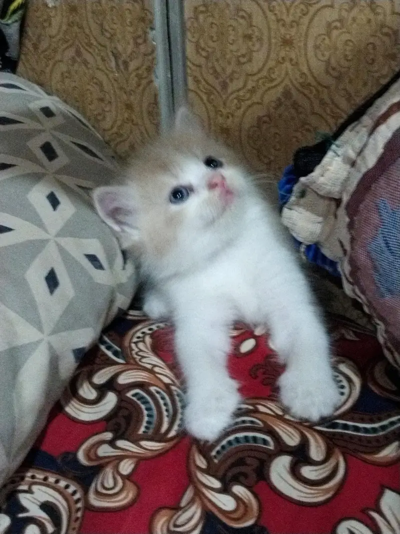 parsian — photo 3
