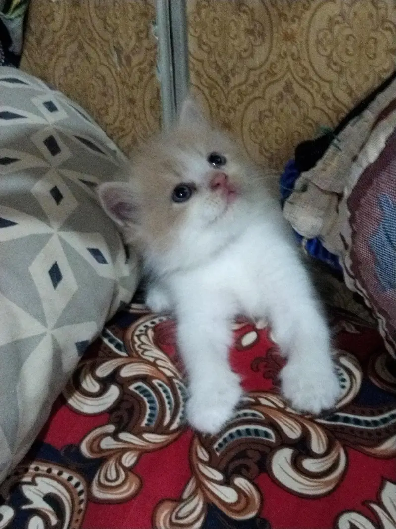 parsian — photo 4