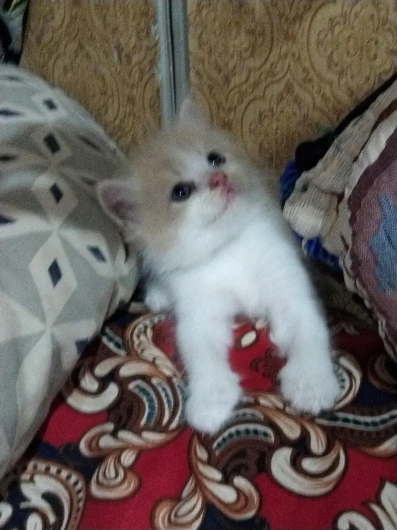 parsian — photo 5