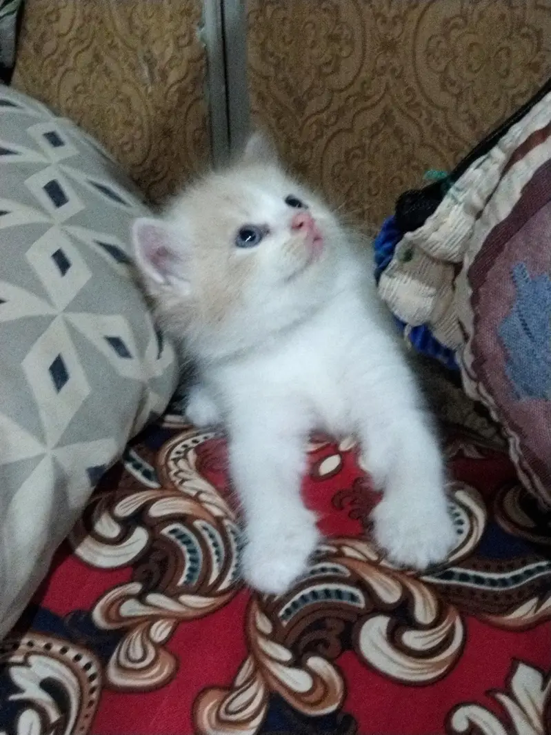 parsian — photo 6