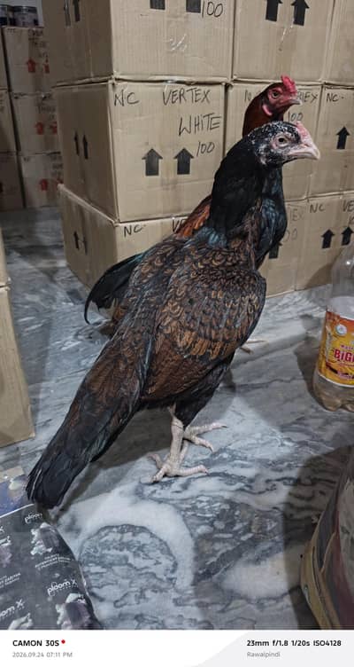 Aseel Madi For Sale Watsap 03014748382