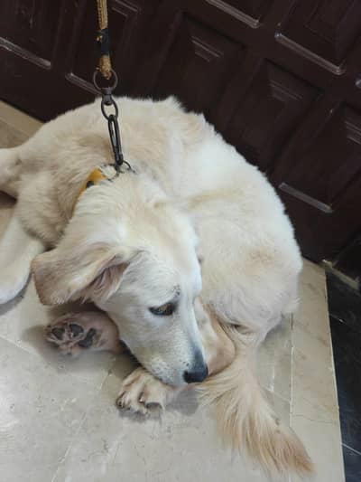 Purebred Golden Retriever for Sale – Healthy & Active!