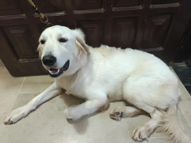 Purebred Golden Retriever for Sale – Healthy & Active! — photo 2
