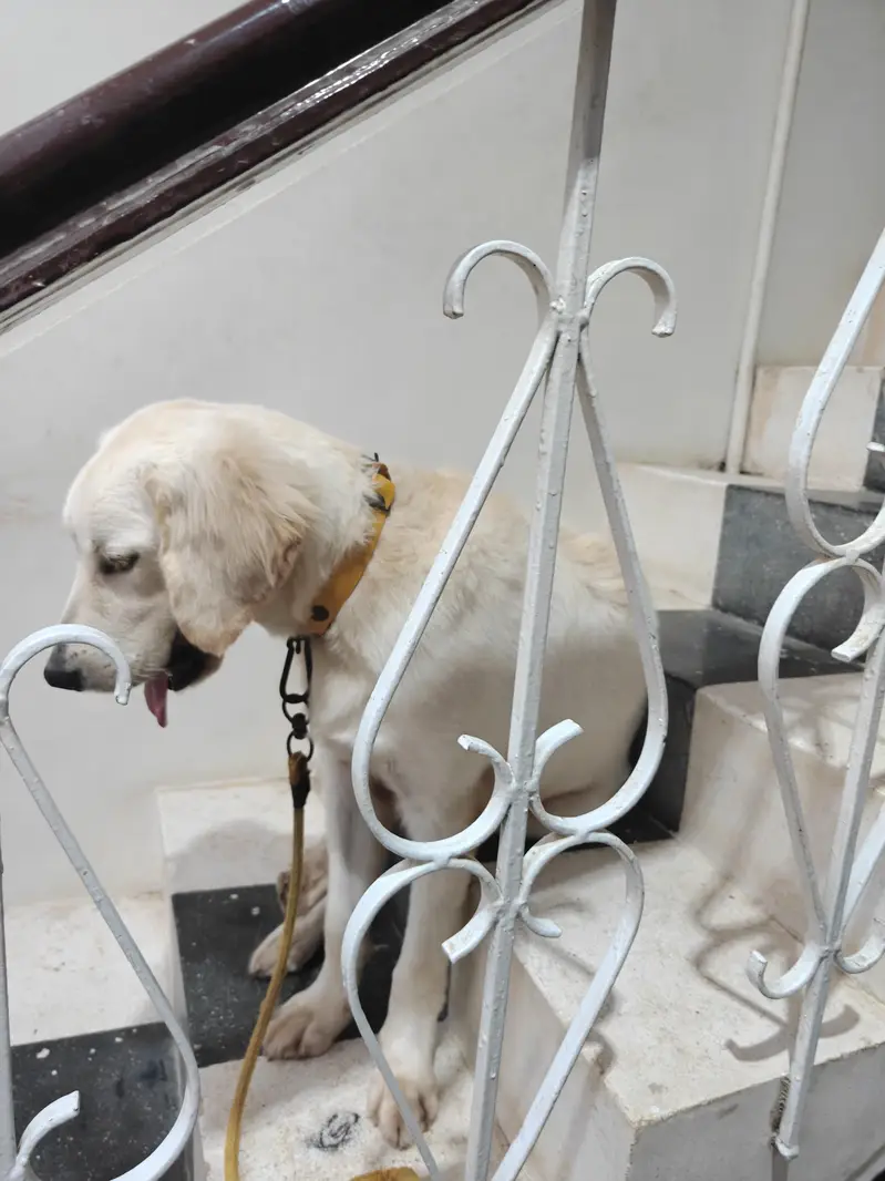 Purebred Golden Retriever for Sale – Healthy & Active! — photo 3