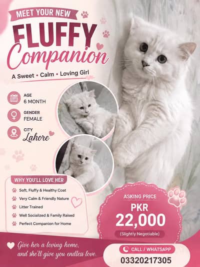 Beautiful White Persian Female Cat