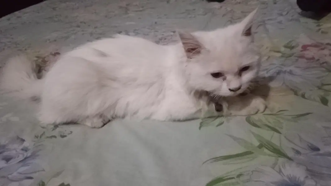 Beautiful White Persian Female Cat — photo 2