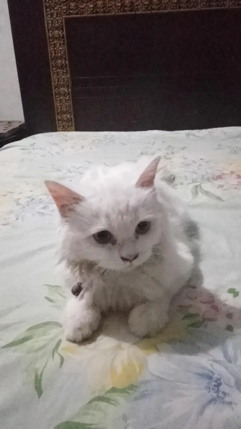 Beautiful White Persian Female Cat — photo 3
