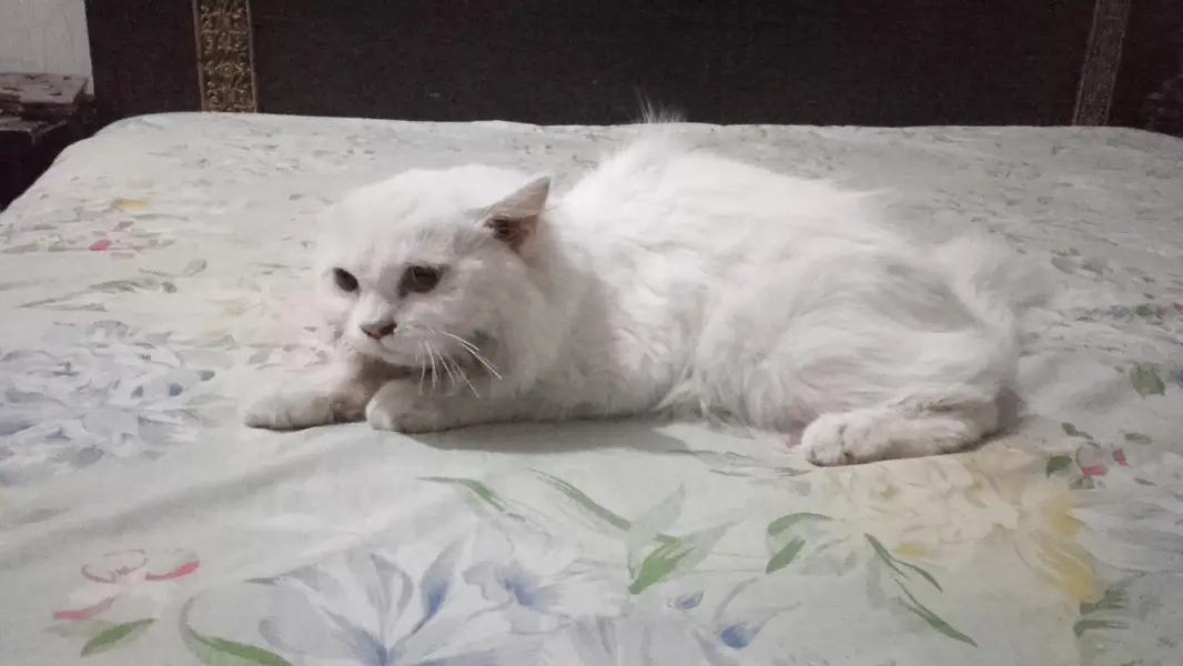 Beautiful White Persian Female Cat — photo 4