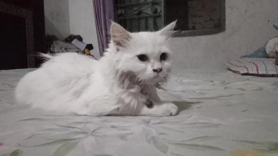 Beautiful White Persian Female Cat — photo 5