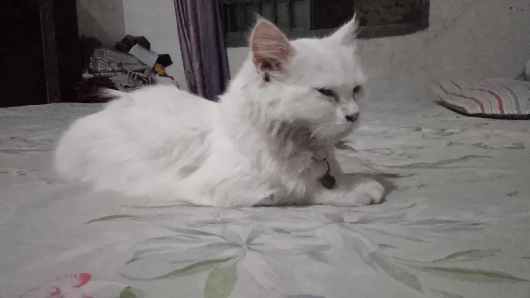 Beautiful White Persian Female Cat — photo 6
