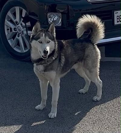 Cyberian husky