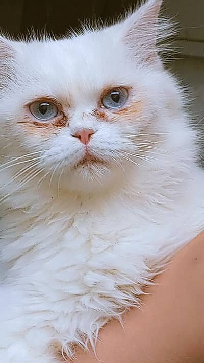 2 male cat ha for sale