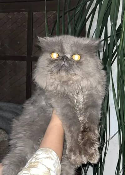 pikki face cat for sale