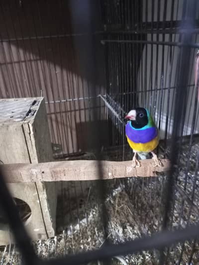 goldien finch