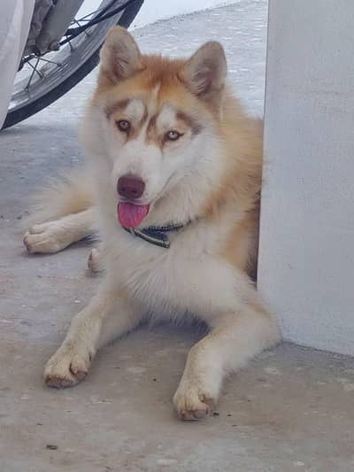 Husky Female For sale