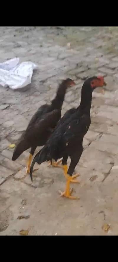 king size/shamo /high quality/white shamo/pure aseel shamo chicks