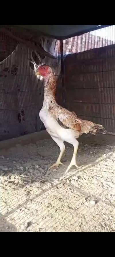 king size/shamo /high quality/white shamo/pure aseel shamo chicks
