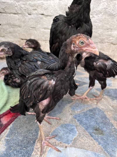 aseel mianwali chicks