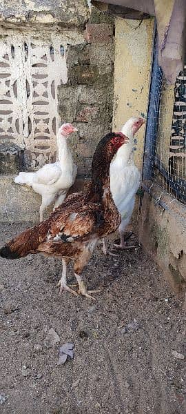 heera aseel hen