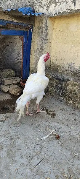 heera aseel hen — photo 2