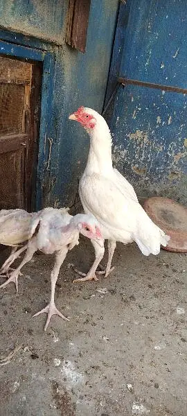 heera aseel hen — photo 3