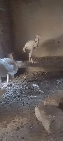 heera aseel hen — photo 5