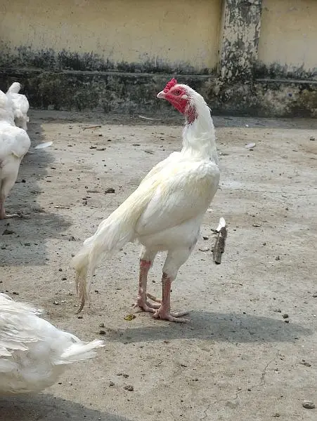 heera aseel hen — photo 9