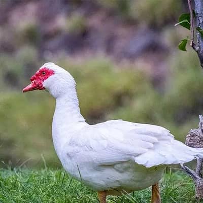 Pure white Muscovy Young Males available