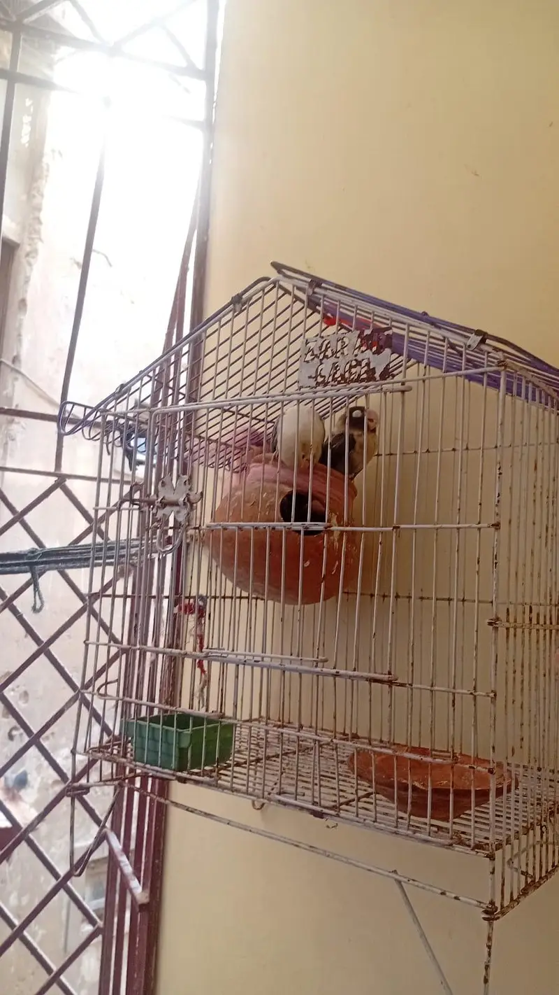 lotino for sell — photo 3