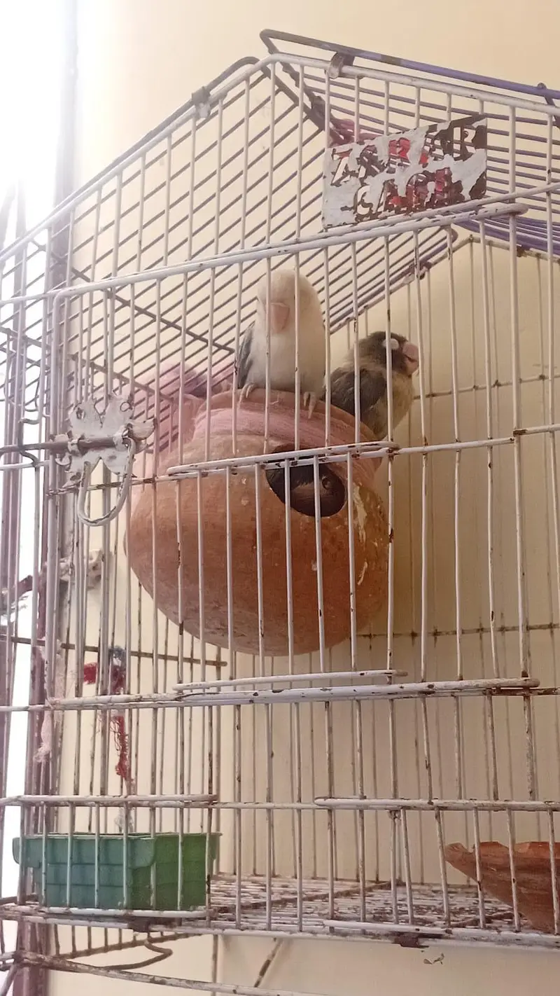 lotino for sell — photo 4