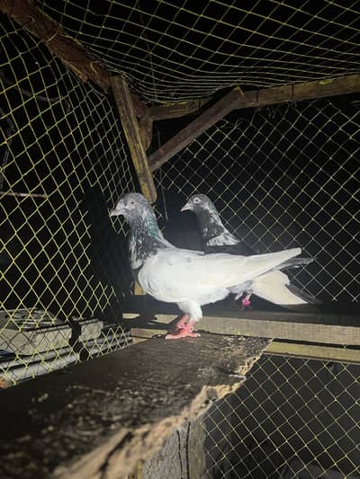 Jory for sale high quality tedy and other