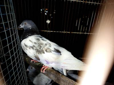 pigeon