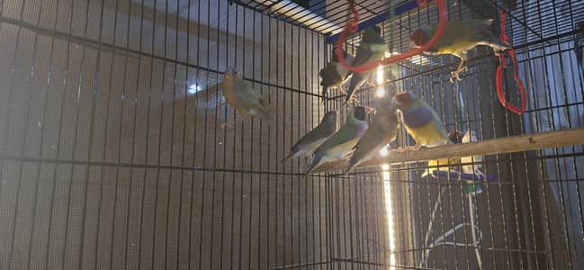 lady gouldian finch