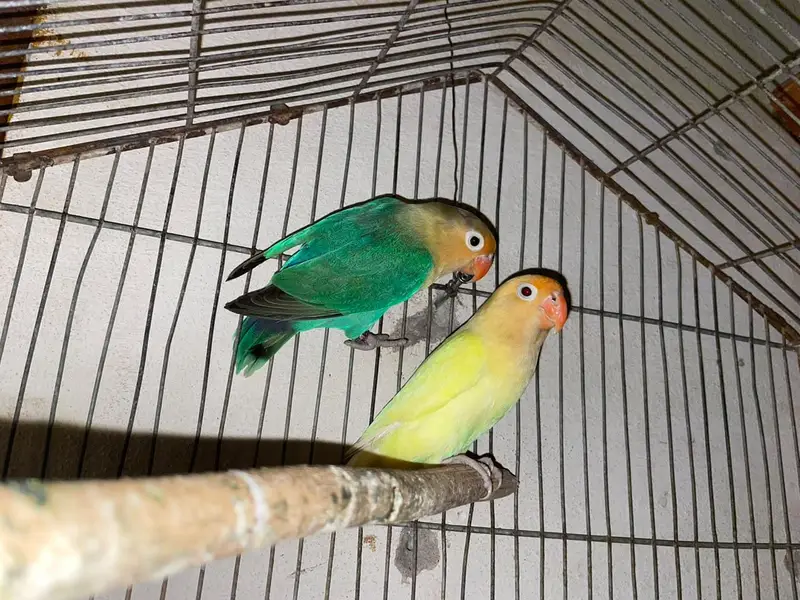 Love Birds — photo 3