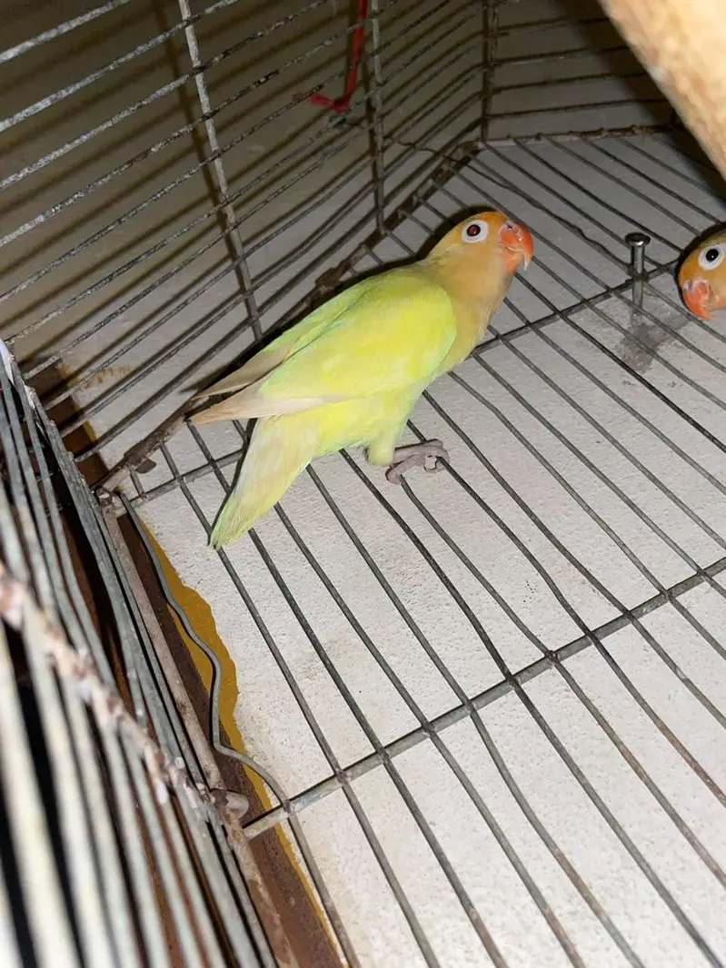 Love Birds — photo 4