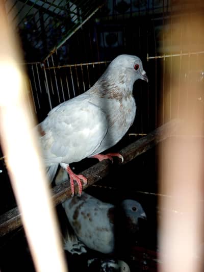 lathay pigeon