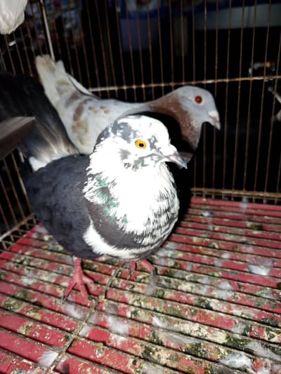 lathay pigeon