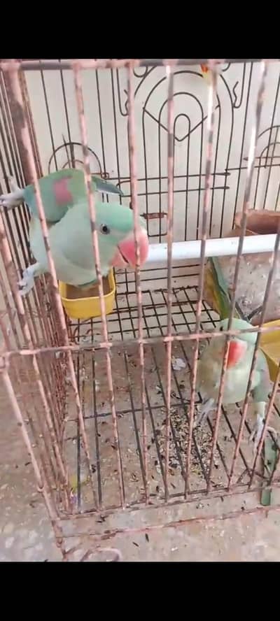 6 Months Raw Kashmiri Parrots