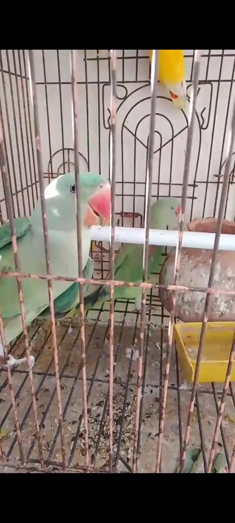 6 Months Raw Kashmiri Parrots — photo 2