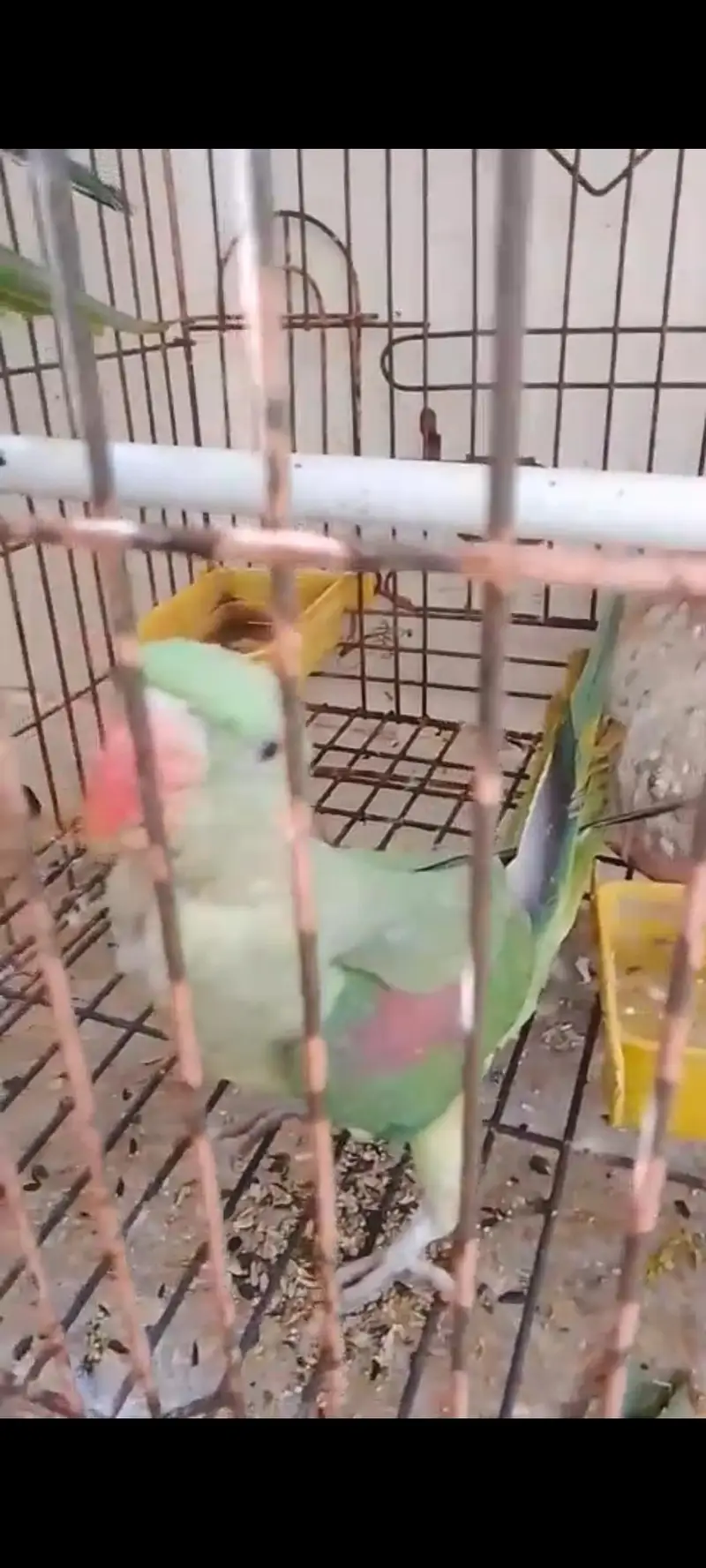 6 Months Raw Kashmiri Parrots — photo 3