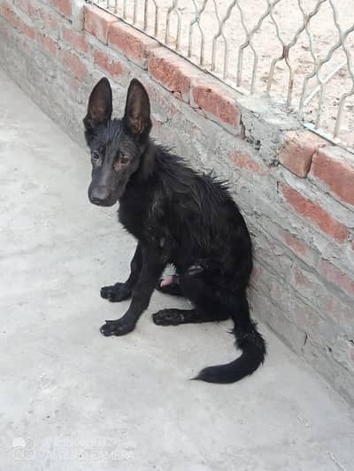 black German Shepherd puppy male for sale