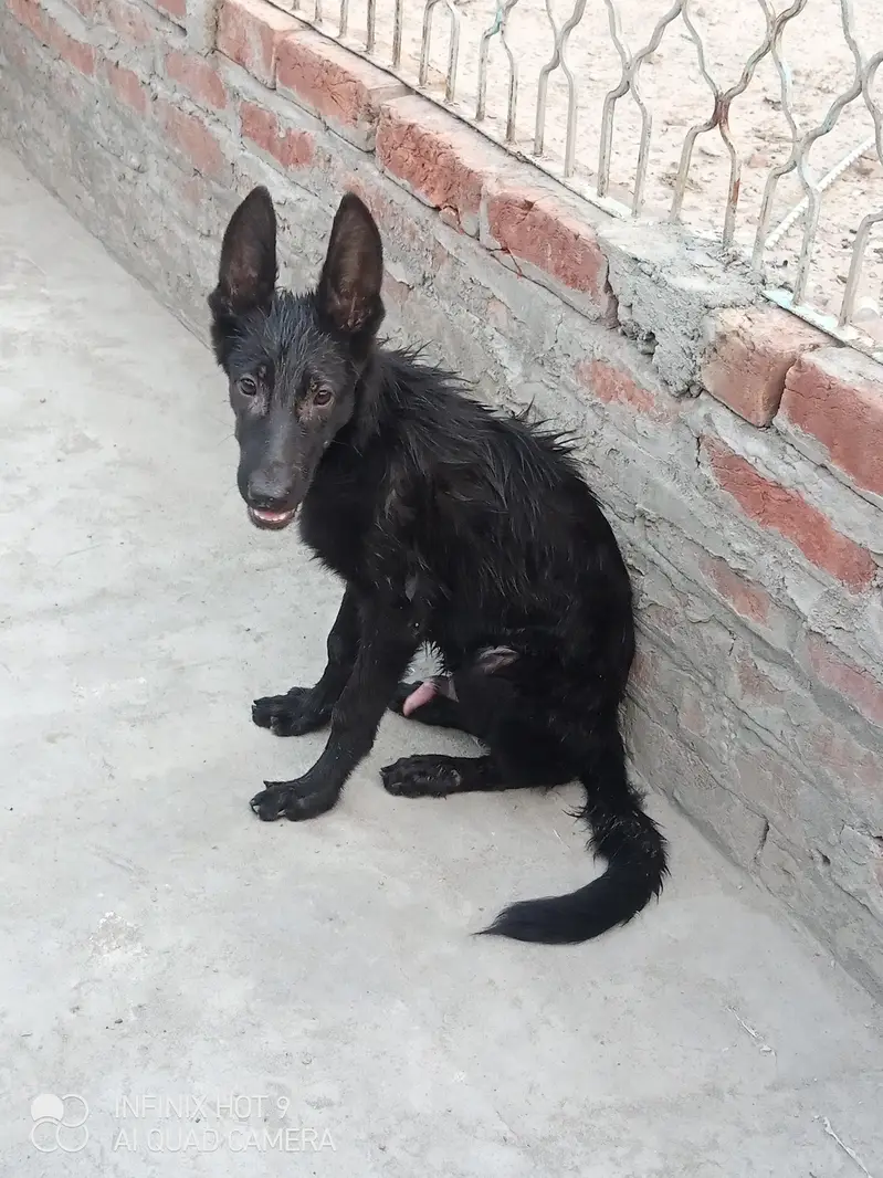 black German Shepherd puppy male for sale — photo 2
