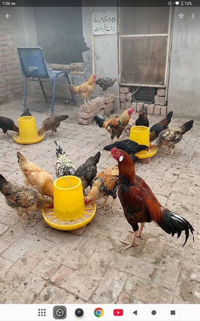 Pure  Desi Murga  for Sale - 1500 per kg