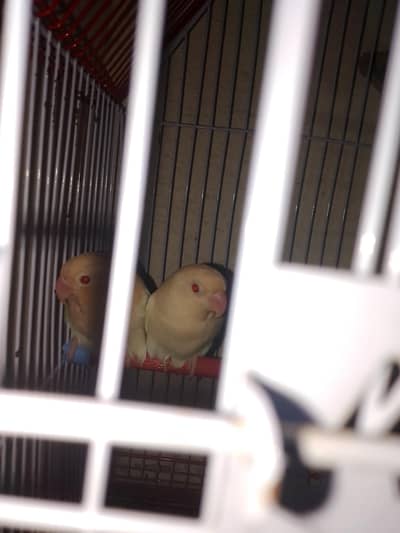 Albino red eye