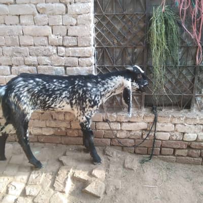 black chena and nagra do no male top colity