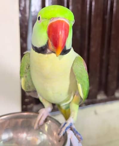 kashmiri raw parrot for sale